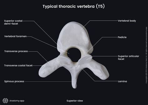 Thoracic Vertebra Labeled