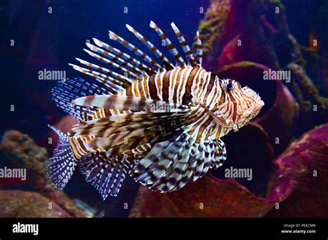 Pterois (lionfish) underwater Stock Photo - Alamy