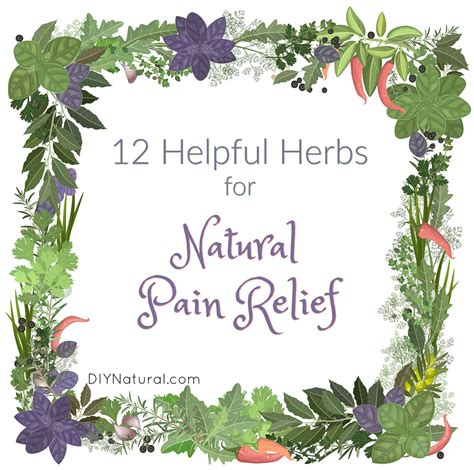 Natural Pain Relief: 12 Herbs To Use for Pain Relief