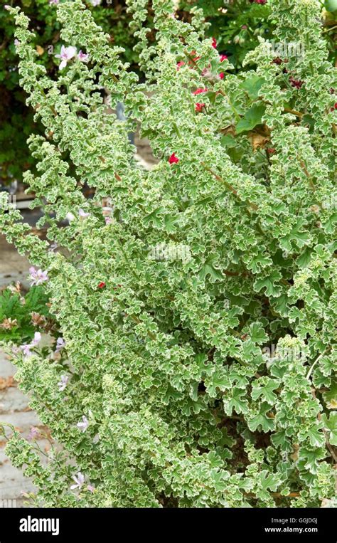 Pelargonium crispum variegatum fotografías e imágenes de alta