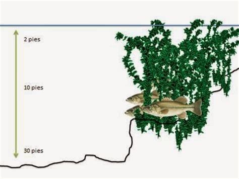 Caza Y Captura La Gu A Definitiva Para La Pesca Del Black Bass Parte