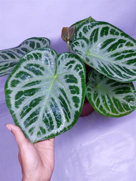 Anthurium Dorayaki Silver Indonesia Origin Starter Plant All Starter