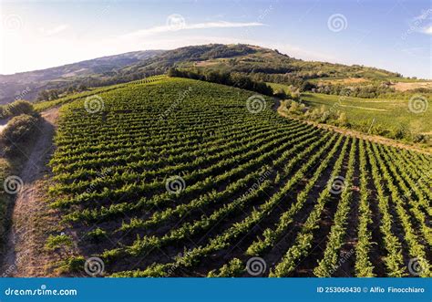 Vineyard Plantations Panoramic Aerial View Stock Photo Image Of