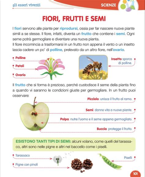 Il Frutto E Il Seme Schede Didattiche Per La Scuola Primaria Artofit