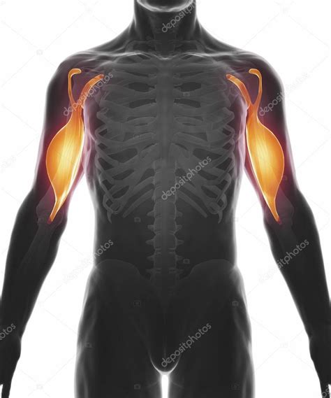 Biceps Brachii Stretch