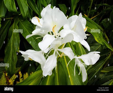 Wild ginger flower hi-res stock photography and images - Alamy