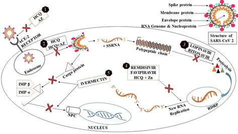 Mechanism of Hydroxychloroquine, Azithromycin, Lopinavir/Ritonavir,... | Download Scientific Diagram