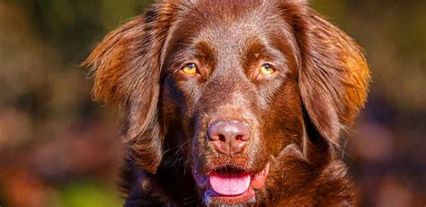 Golden Retriever English Setter Mix