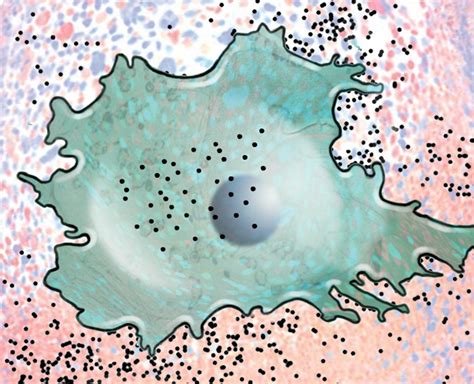 infographic   cell senescence drive aging  disease