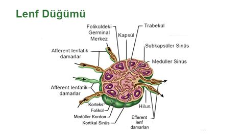 Lenf Kanseri Nedir Ve Belirtileri Nelerdir Tedavisi Nas Ld R