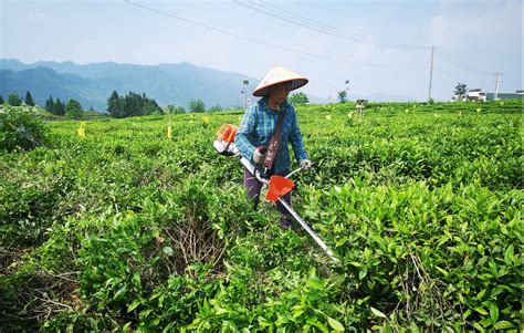 绿色茶园丨古黟黑茶茶博园改造正进行 新闻动态 古黟黑茶 黄山市天方茶叶有限公司