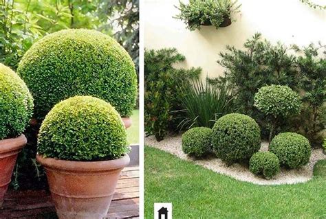 Plantas Resistentes Ao Sol Buxinho Bola Boxwood Garden Plantas