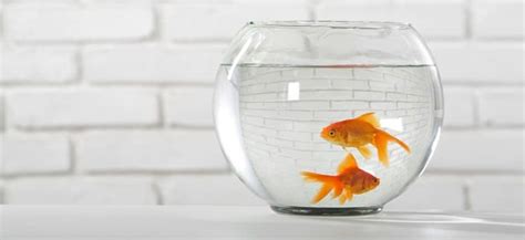 How Do Goldfish Mate Everything You Need To Know