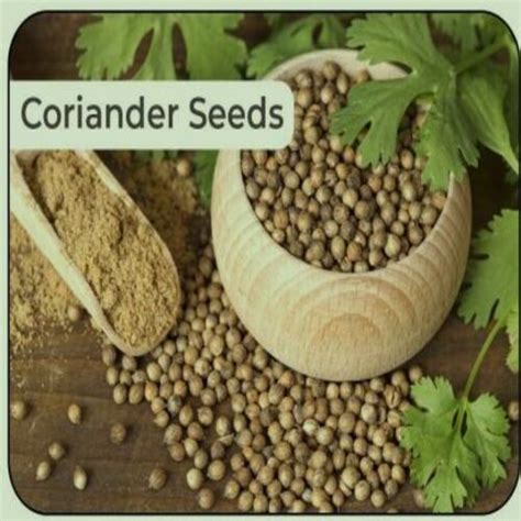 Healthy And Natural Dried Coriander Seeds Grade Food Grade At Best