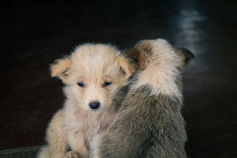 White and Brown Puppies in Close-Up Photography · Free Stock Photo