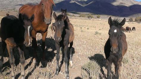 Pin by Marilyn HoganAnsari on Wild Mustangs of Nevada | Wild mustangs, Horses, Mustang