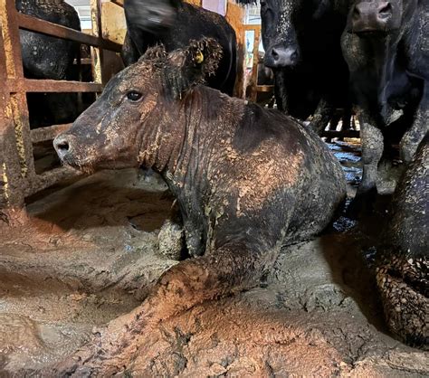 Carga De Mil Bois Do Brasil Infesta O Ar Da Capital Da Frica Do Sul