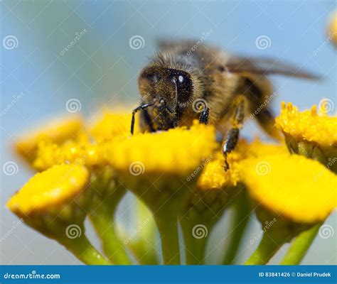 Abeja O Abeja En Los Apis Latinos Mellifera Foto De Archivo Imagen De