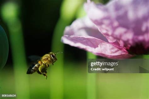 259 Pollen Basket Stock Photos, High-Res Pictures, and Images - Getty Images