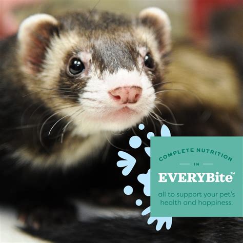 Essentials Ferret Food - Oxbow Animal Health