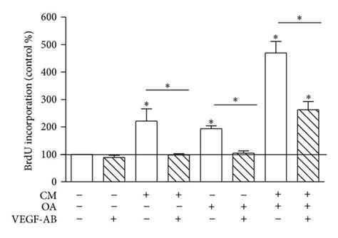 VEGF Neutralization Prevents CM And OA Induced Proliferation Cells