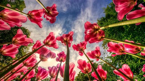 Images Bottom View Hdr Tulip Sky Flowers X