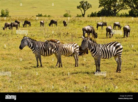 Animal Wild Africa Zebra Herd Hunts Tanzania Animal Wild Africa