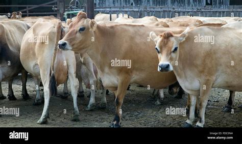 cattle cows farm West Sussex Stock Photo - Alamy