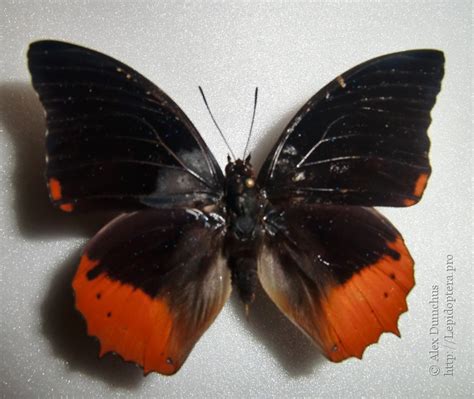 Photo Charaxes Protoclea