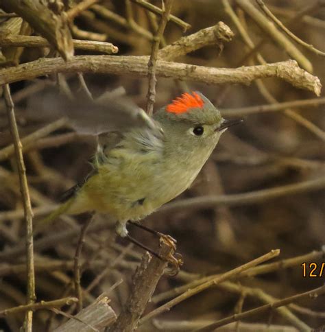 Ruby Crowned Kinglet Ballona Freshwater Marsh 3037 Flickr