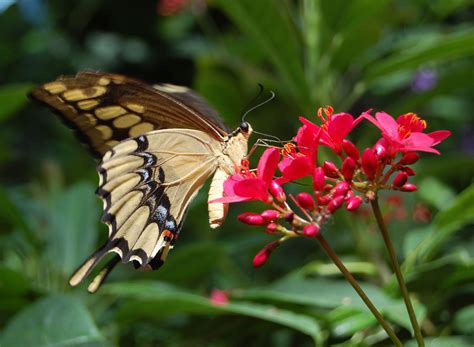 Butterfly Garden at Boston’s Museum of Science – WONDERLAND