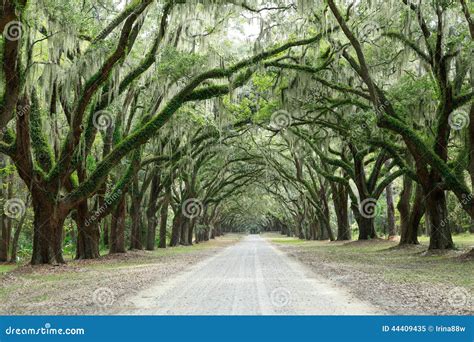 Canopy Of Oak Trees Covered In Moss Forsyth Park Savannah Geo Stock