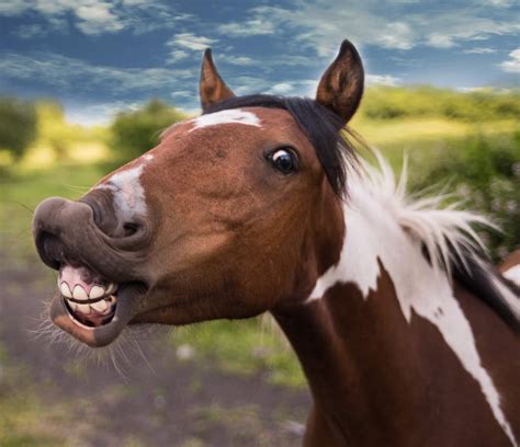 how long do horses live up to