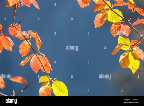 Pacific dogwood leaves hi-res stock photography and images - Alamy