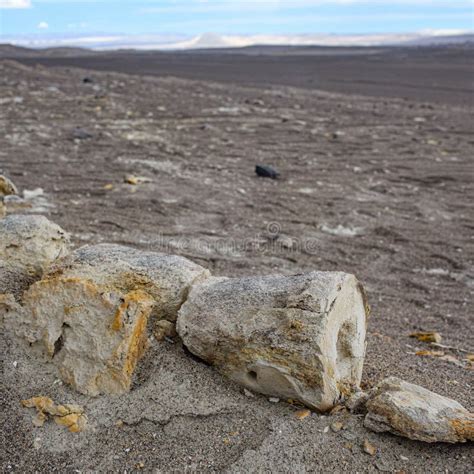 Dinossauro Fossilis Descoberto Sob As Areias Do Deserto Da Nazca Ica