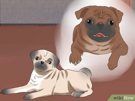 A Que Edad Puede Quedar Embarazada Una Pug