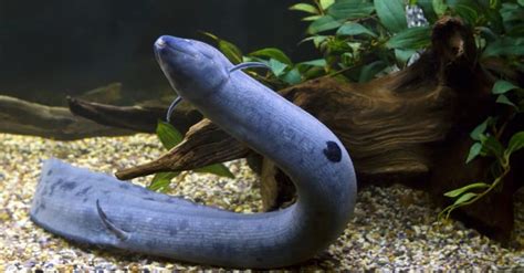 Lungfish Animal Pictures | A-Z Animals