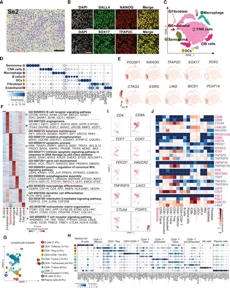 Defining The Cellular Origin Of Seminoma By Transcriptional And