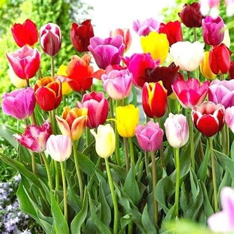 Amazon Tulip Bulbs For Fall Planting Bulk Mix Color Tulip