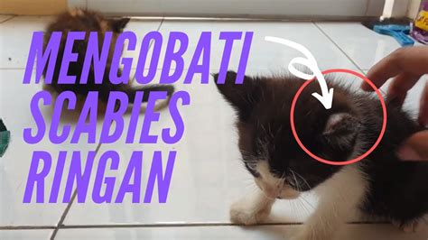 Cara Mengobati Scabies Di Bayi Kucing YouTube