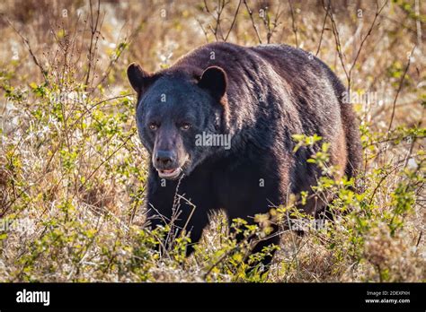 Bear with me Stock Photo - Alamy