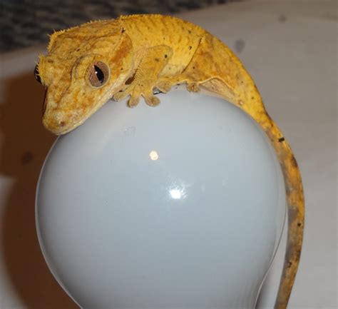 goReptiles: Yellow Crested Gecko Picture