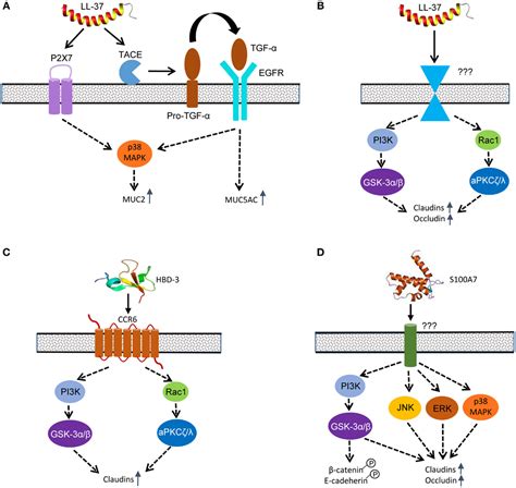 Frontiers Regulation Of The Intestinal Barrier Function By Host