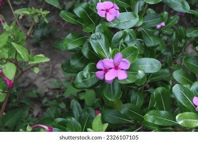 Vinca Rosea Madagascar Periwinkle Catharanthus Roseus Stock Photo