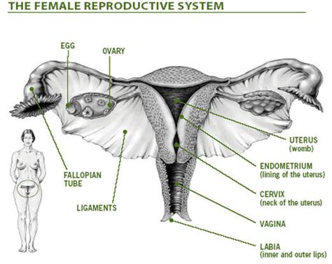 Alat Reproduksi Pada Wanita Viral Update