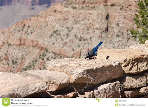 Blue Woodpecker In The Grand Canyon Stock Image Image Of Environment