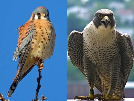 Broad Winged Hawk Vs Red Tailed Hawk