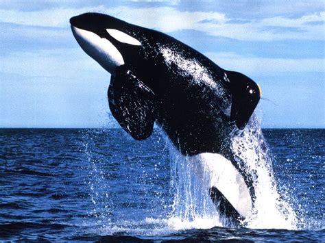 Orca Whales wallpaper | 1024x768 | #58858