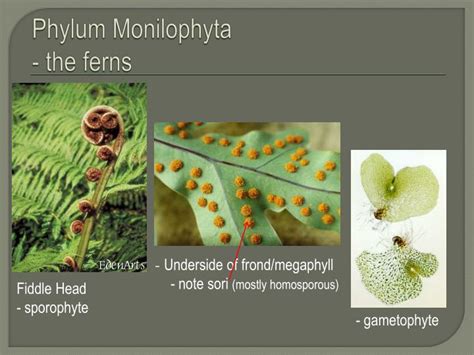 Ppt Kingdom Plantae Chapter Plant Diversity How Plants