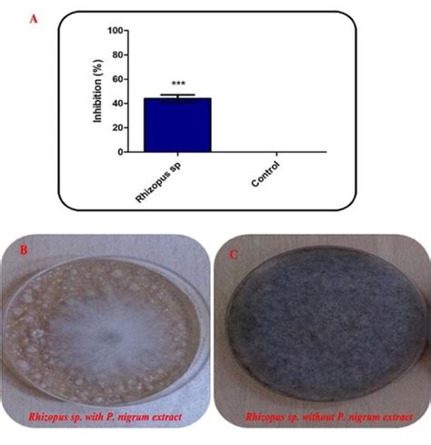 Effect Of P Nigrum Extracts On Rhizopus Sp Growth A Shows